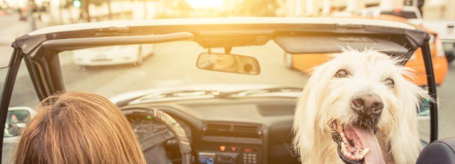 Woman and her dog driving in Los angeles